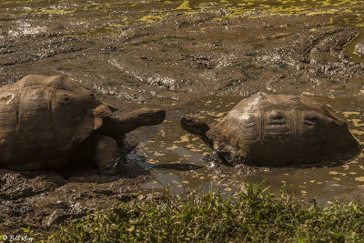 Galapagos Giant Tortoise, Santa Cruz Island  9