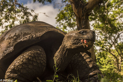 Galapagos Giant Tortoise, Santa Cruz Island  11