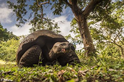 Galapagos Giant Tortoise, Santa Cruz Island  12
