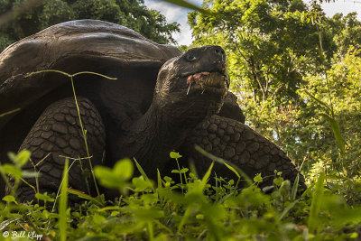 Galapagos Giant Tortoise, Santa Cruz Island  14