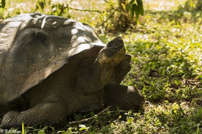 Galapagos Giant Tortoise, Santa Cruz Island  15