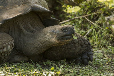 Galapagos Giant Tortoise, Santa Cruz Island  17