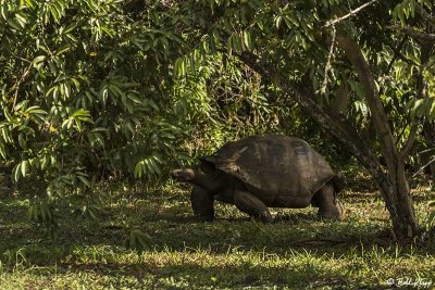 Galapagos Giant Tortoise, Santa Cruz Island  18