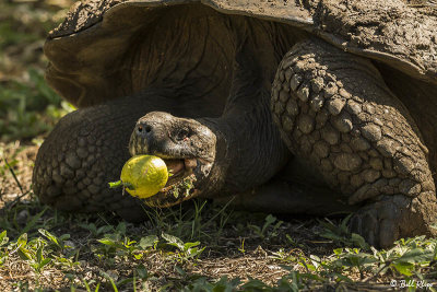 Galapagos Giant Tortoise, Santa Cruz Island  19