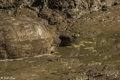 Galapagos Giant Tortoise, Santa Cruz Island  20