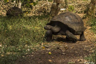 Galapagos Giant Tortoise, Santa Cruz Island  21