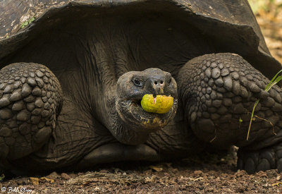 Galapagos Giant Tortoise, Santa Cruz Island  22