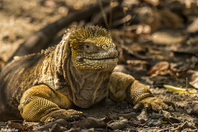 Land Iguana, Isabella Island  2