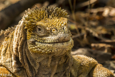 Land Iguana, Isabella Island  1