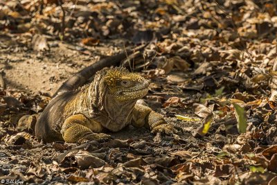 Land Iguana, Isabella Island  3