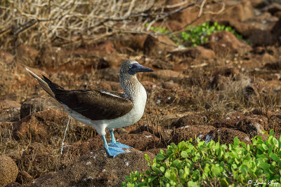 Blue-footed Booby, North Seymour Island  6