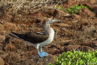 Blue-footed Booby, North Seymour Island 7