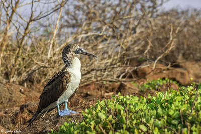 Blue-footed Booby, North Seymour Island 8