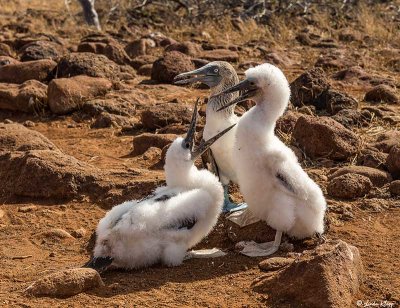 Blue-footed Booby Chicks, North Seymour Island 9
