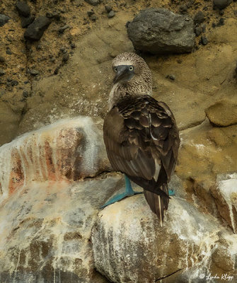 Blue-footed Booby, Isabella Island 3