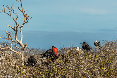 Frigate Birds, North Seymour Island  1