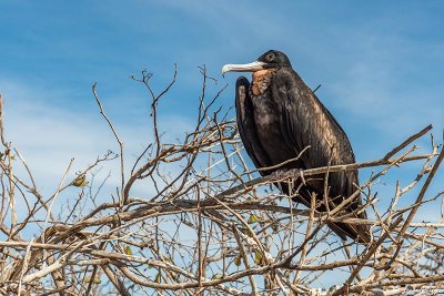 Frigate Bird, North Seymour Island 2
