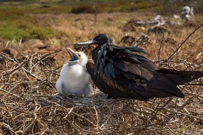 Frigate Birds, North Seymour Island 3