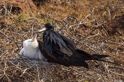 Frigate Birds, North Seymour Island 4