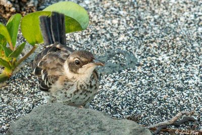 Mockingbird, Santiago Island 1