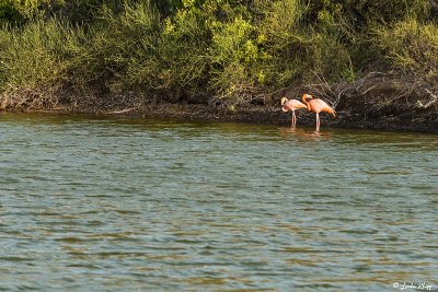 Flamingos, Rabida Island 1