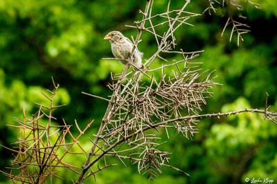 Ground Finch, Isabella Island 1