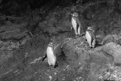 Galapagos Penguins, Isabella Island  3