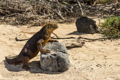Land Iguana, North Seymour Island 1