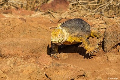 Land Iguana, North Seymour Island 5