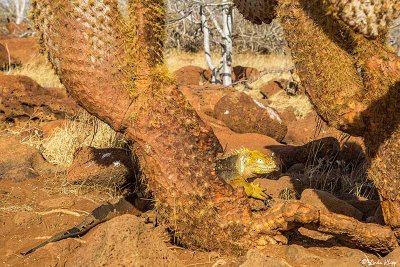 Land Iguana, North Seymour Island 7