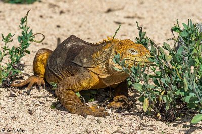 Land Iguana, North Seymour Island 9