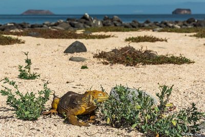 Land Iguana, North Seymour Island 11