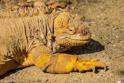 Land Iguana, Isabella Island 1