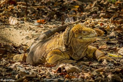 Land Iguana, Isabella Island 2