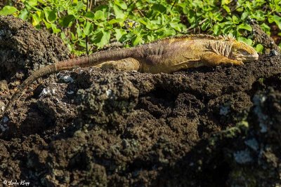 Land Iguana, Isabella Island 3