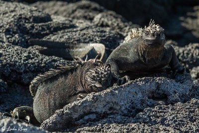 Marine Iguanas, Fernandina Island 3