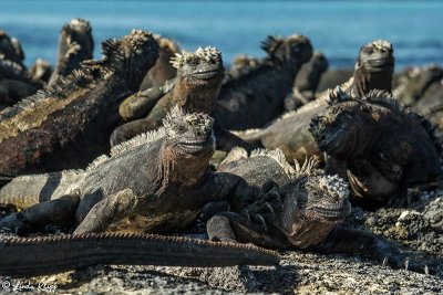 Marine Iguanas, Fernandina Island 5