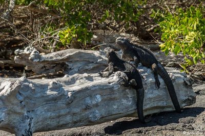 Marine Iguanas, Fernandina Island 6