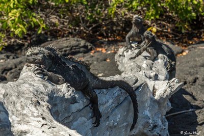Marine Iguanas, Fernandina Island 7