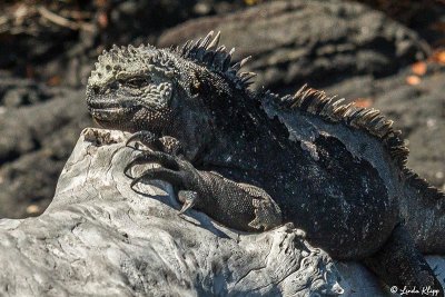 Marine Iguanas, Fernandina Island 8