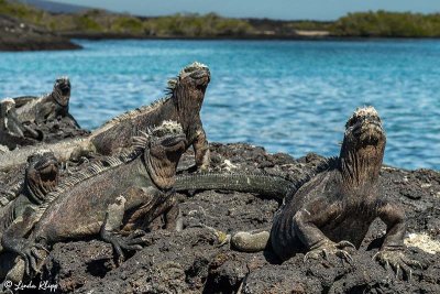 Marine Iguanas, Fernandina Island 9