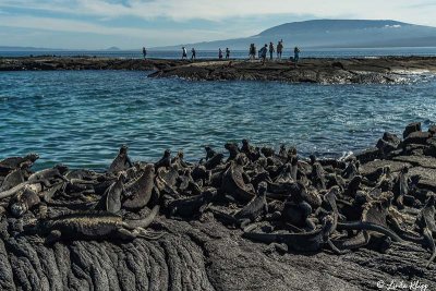 Marine Iguanas, Fernandina Island 10