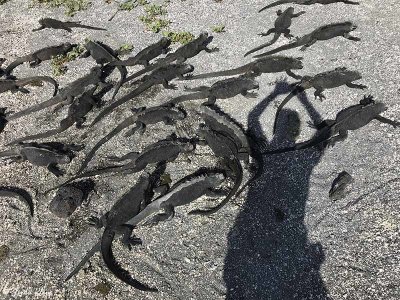 Marine Iguanas, Fernandina Island 14