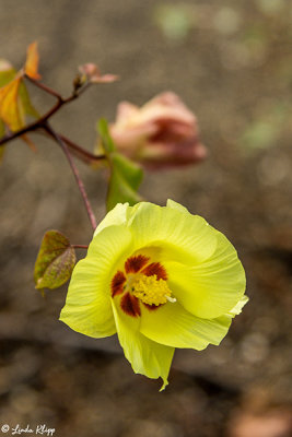 Flower, Isabella Island  1