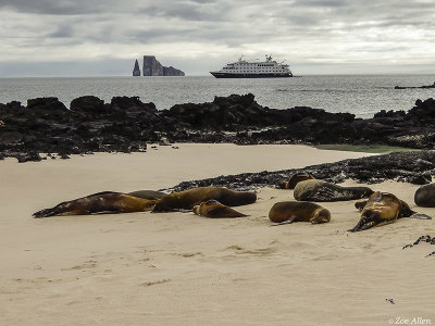 Sea Lions, San Cristobal Island