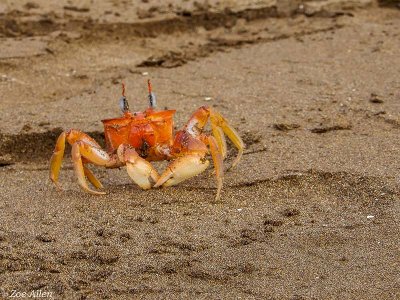Ghost Crab, Santiago Island  5