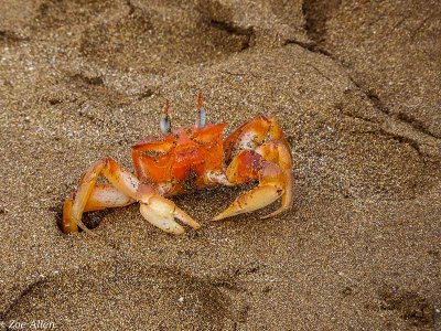Ghost Crab, Santiago Island  4
