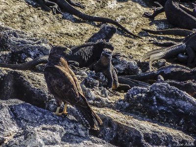 Galapagos Hawk, Fernandina Island  1