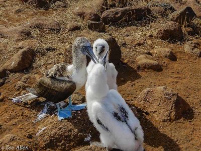 Blue-footed Booby, North Seymour Island   5
