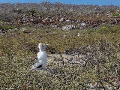 Frigate Bird Chick, North Seymour Island  2